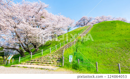 Cherry blossoms of the Marugameyama ancient burial mound (Sakitama Mound Tomb Park) 124864053