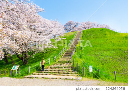 Marugameyama古墳（Sakitama Mound Tomb Park）的櫻花 124864056