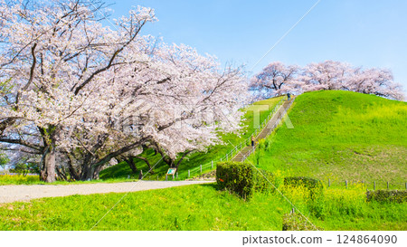 Marugameyama古墳（Sakitama Mound Tomb Park）的櫻花 124864090