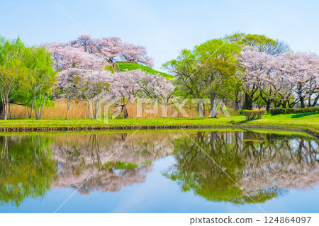 Cherry blossoms of the Marugameyama ancient burial mound (Sakitama Mound Tomb Park) 124864097