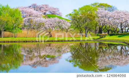 Marugameyama古墳（Sakitama Mound Tomb Park）的櫻花 124864098