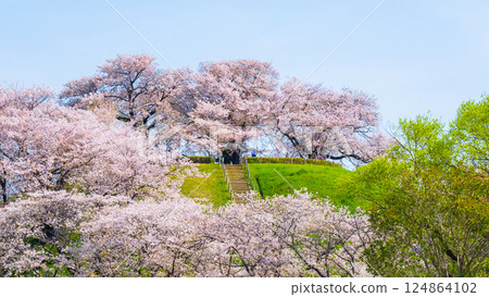 Cherry blossoms of the Marugameyama ancient burial mound (Sakitama Mound Tomb Park) 124864102