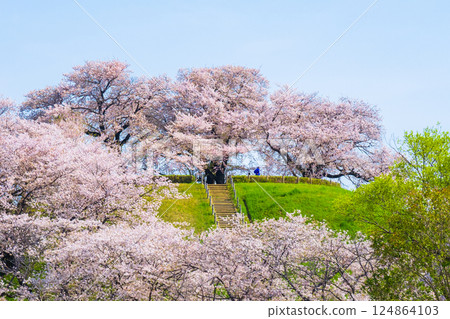 Cherry blossoms of the Marugameyama ancient burial mound (Sakitama Mound Tomb Park) Cherry blossoms of the Marugameyama ancient burial mound (Sakitama Mound Tomb Park) 124864103
