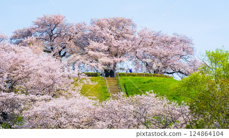 Cherry blossoms of the Marugameyama ancient burial mound (Sakitama Mound Tomb Park) 124864104