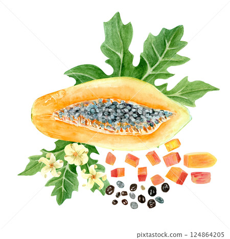 Papaya slice, cubes, seeds, leaf and flowers watercolor illustration isolated on white. The hand-painted tropical fruit clip art is perfect for culinary designs, labels, prints, cards, packages menu Papaya slice, cubes, seeds, leaf and flowers watercolor illustration isolated on white. The hand-painted tropical fruit clip art is perfect for culinary designs, labels, prints, cards, packages menu 124864205