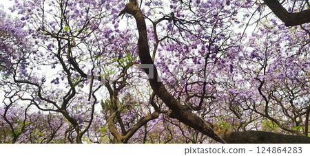 Jacaranda in full bloom (from Mexico) 124864283