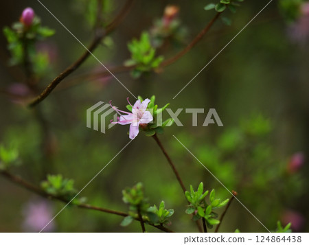 Unzenshi Unzenshi 124864438