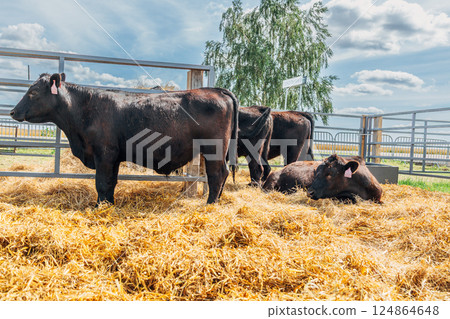 Black Angus calves in the open air 124864648