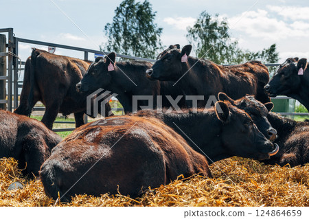 Black Angus calves in the open air Black Angus calves in the open air 124864659