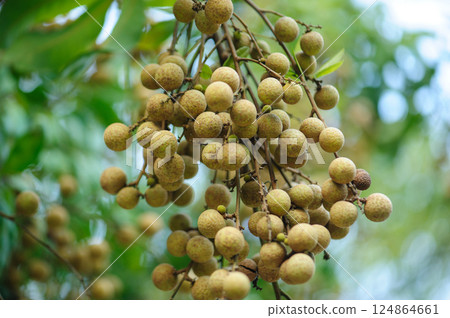 Longan fruit in growth on tree in summer Longan fruit in growth on tree in summer 124864661