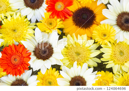 一片五彩繽紛的向日葵和各種非洲菊的田野 124864696