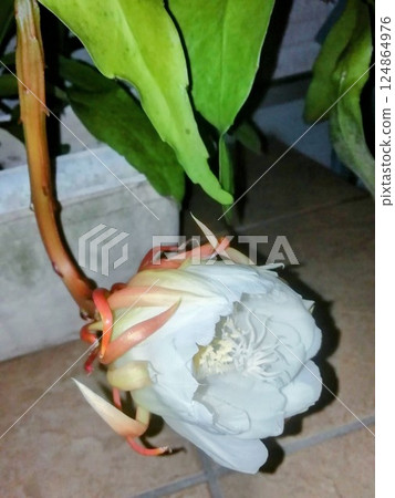 曇花 曇花 124864976