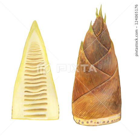 Bamboo shoot illustration 124865176