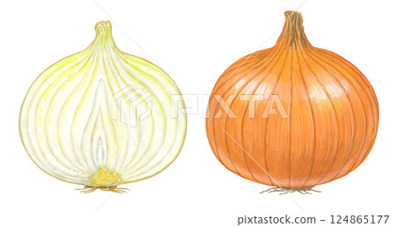 Illustration of onion 124865177