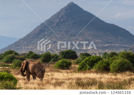African elephant in Samburu National Reserve African elephant in Samburu National Reserve 124865188