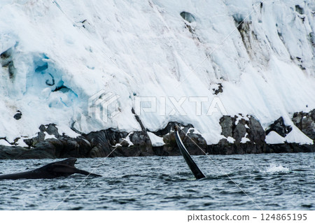 Tail of a humpback whale in the Antarctic Tail of a humpback whale in the Antarctic 124865195