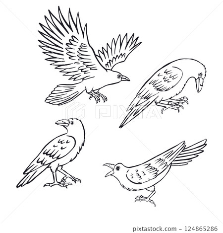 Hand drawn inky sketch style ravens or crows set isolated on white background 124865286