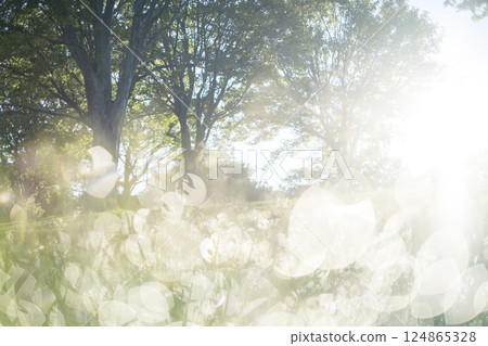 清晨公園的閃亮影像 124865328