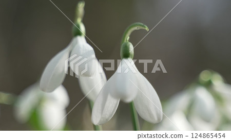 Snowdrops Spring Flowers: Snowdrops bloom outdoors, early spring to attract pollinators for plant reproduction. 124865454