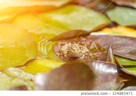 frog leaf water lily. A small green frog is sitting at the edge of water lily leaves in a pond frog leaf water lily. A small green frog is sitting at the edge of water lily leaves in a pond 124865471