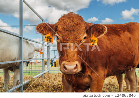 Close-up portrait of a young Holstein cow Close-up portrait of a young Holstein cow 124865846