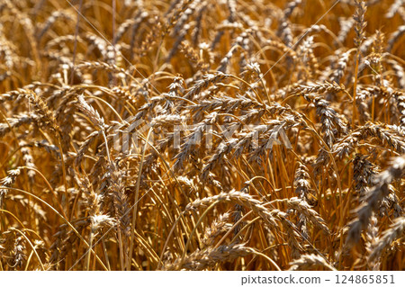 Gold wheat field and blue sky Gold wheat field and blue sky 124865851