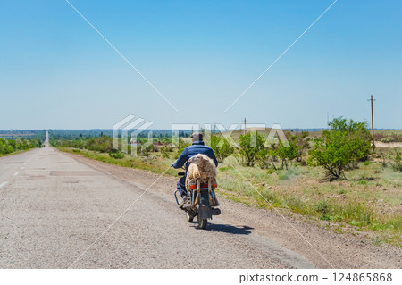 transporting livestock on a motorcycle. a man on a two-wheeled motor transports a ram transporting livestock on a motorcycle. a man on a two-wheeled motor transports a ram 124865868