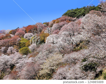 世界遺產吉野大峰的櫻花盛開 124865889