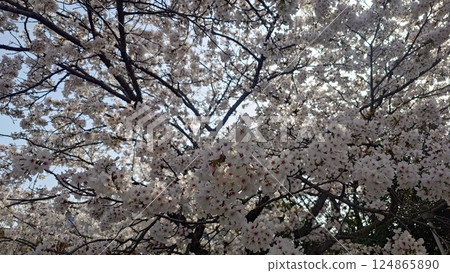 櫻桃樹盛開 124865890