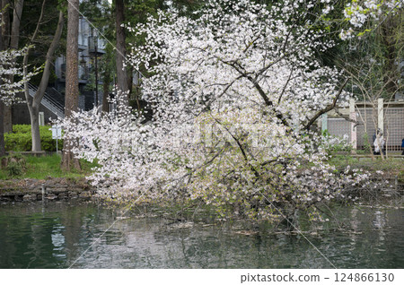 井之頭公園池塘裡的櫻花盛開 124866130