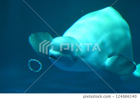島根縣,島根水族館,白鯨表演 島根縣,島根水族館,白鯨表演 124866140
