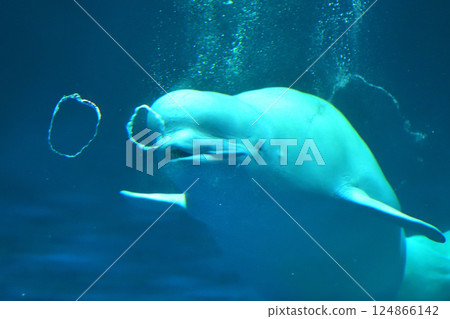 島根縣，島根水族館，白鯨表演 124866142