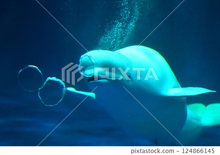Shimane Prefecture, Shimane Aquarium Aquas, Beluga whale performance 124866145