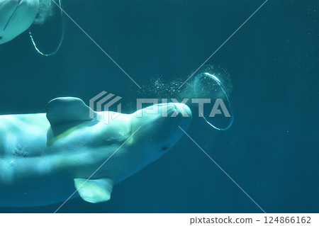 Shimane Prefecture, Shimane Aquarium Aquas, Beluga whale performance 124866162