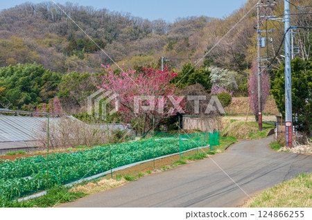 Rural scenery of Tsurumaki Onsen: A tranquil spring scene 124866255