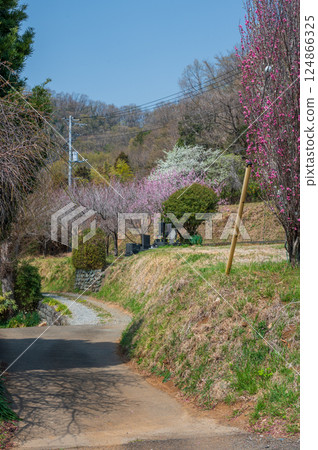 鶴卷的春天景色：梅花盛開的鄉村風光 124866325