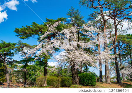 Saitama Prefecture, Saitama City, Omiya Park, Cherry blossoms in full bloom 124866404