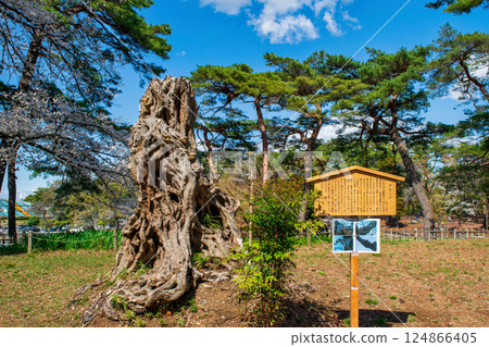 Saitama Prefecture, Saitama City, Omiya Park, Giant Akashi tree 124866405