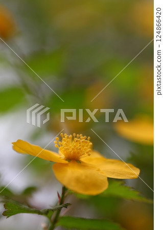 Yamaboki flowers Yamaboki flowers 124866420
