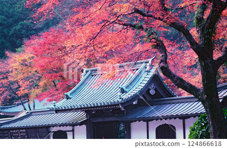 南足柄市西乘寺的紅葉 124866618