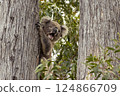 Wild koala in a tree yawning and looking suprised 124866709