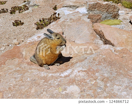 Viscacia rodent in Andes Bolivia Viscacia rodent in Andes Bolivia 124866712