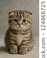 Scottish Fold Kitten "Be gentle" 124866725