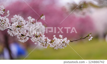 孩子們在盛開的櫻花中玩耍 124866742