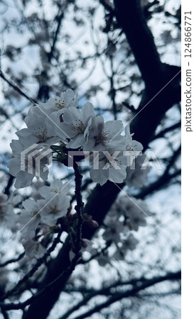 Cherry Blossoms Cherry Blossoms 124866771
