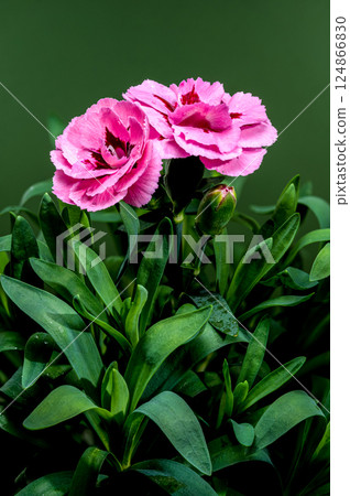 Pink Carnations with Dew Drops on green Background 124866830