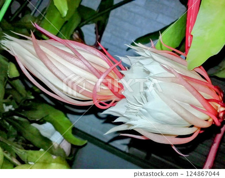 曇花 曇花 124867044