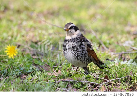 早春鳥畫眉 124867086