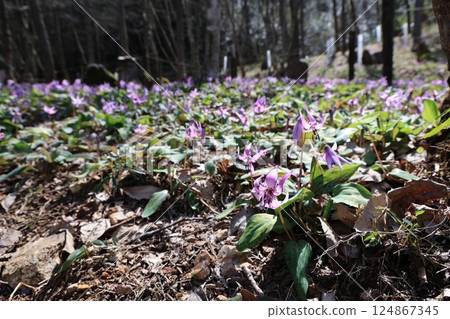 The Katakuri flower colony in Isshiki Katakuri Village, Seki City, Gifu Prefecture The Katakuri flower colony in Isshiki Katakuri Village, Seki City, Gifu Prefecture 124867345