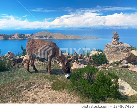 Donkey grazing in the lawn by Island of Sun Isla del Sol Bolivia Donkey grazing in the lawn by Island of Sun Isla del Sol Bolivia 124867450